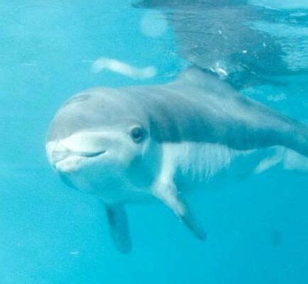 There is only one case of a spectacled porpoise being kept in captivity: “One small, emaciated ...