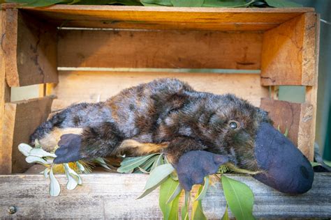 Platypus - Endangered Animals Australia