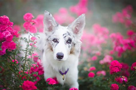 Download Pink Flower Flower Blur Animal Dog HD Wallpaper by Alicja ...