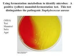 Pin auf Microbiology