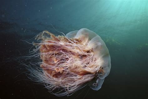 Warning as Lions Mane jellyfish spotted on beaches and off coasts near ...