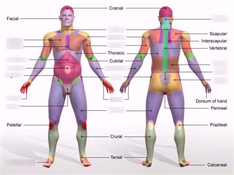 Body Regions (Diagram) Diagram | Quizlet