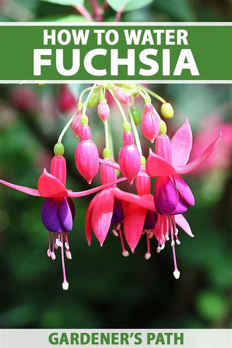 How to Water Fuchsia Plants | Gardener’s Path