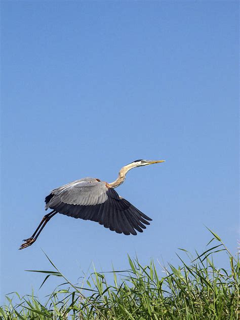 Great Blue Heron Flying Photograph by Sally Weigand | Fine Art America