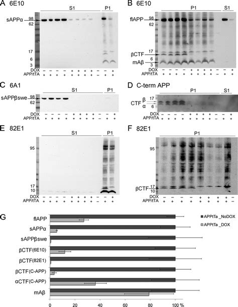 Immunoblot analysis of total protein extracts from cortical samples of ...