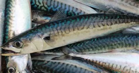 Seer Fish Or Spanish Mackerel [7+ Benefits, Side Effect, Nutrient, Price ]