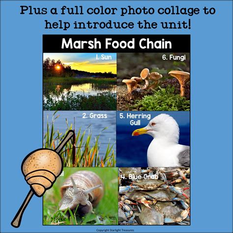 Marsh Food Chain Mini Book for Early Readers - Food Chains – Starlight ...