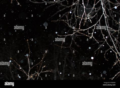 falling snow at night winter snow night trees Stock Photo - Alamy