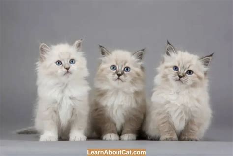 Cat Myths And Misconceptions: Know The Truth - LearnAboutCat