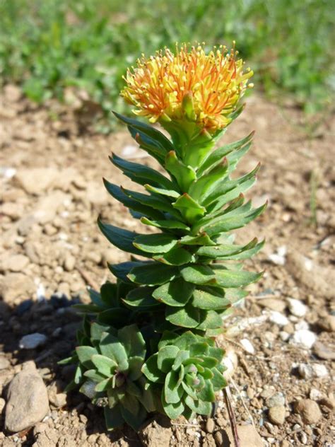 Rhodiola, Russian (Rhodiola rosea), packet of 100 seeds | Strictly ...