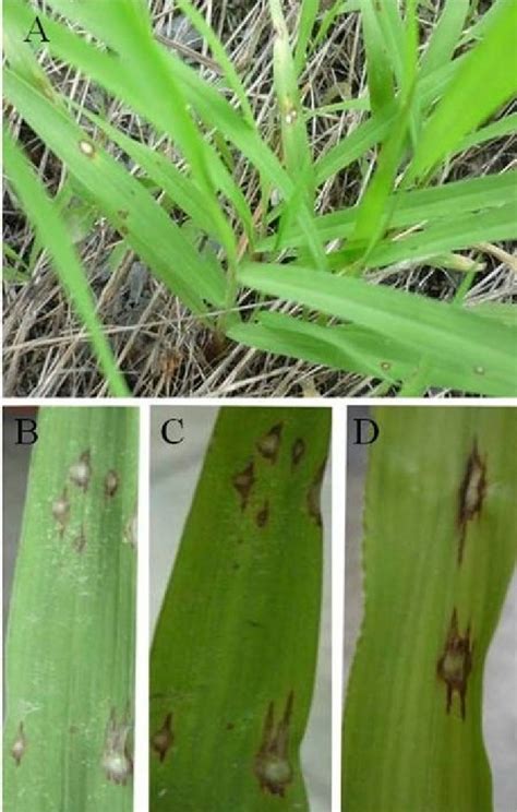 Symptoms of leaf spot caused by Pyricularia oryzae on Zea mays: A) leaf... | Download Scientific ...