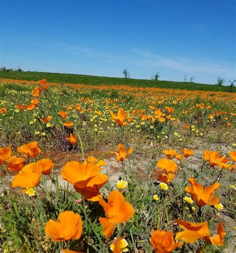 North Natomas Regional Park - 80 Photos - Parks - 4989 Natomas Blvd ...