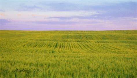 Green Wheat Field Wheat Fields, Family Farm, Farms, Montana, Farmland, Vineyard, Green, Picture ...