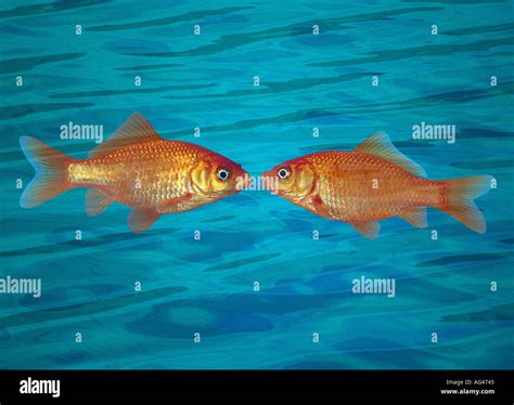 Two fish facing hi-res stock photography and images - Alamy