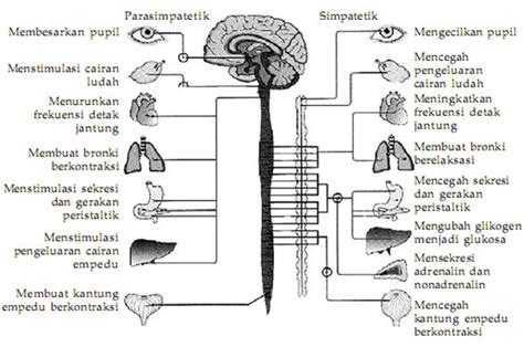 Sistem Saraf Otonom Adalah - Homecare24