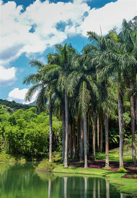 Giant Palm trees in Brazil Photograph by Alexandre Rotenberg - Fine Art America