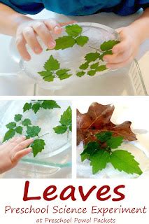 Leaf Activities for Preschool Leaf Theme | Preschool Powol Packets