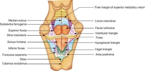 Sulcus Limitans Brainstem