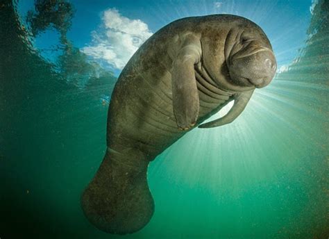 BIO 227:9: The Florida Manatee: Protecting the Gentle Giant of the South