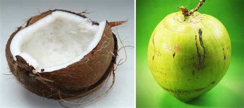 Types of Coconuts: Green, Brown, White and More Coconut Varieties