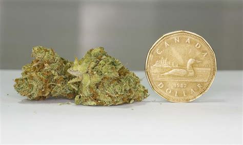 What’s a gram of weed look like? – Winnipeg Free Press