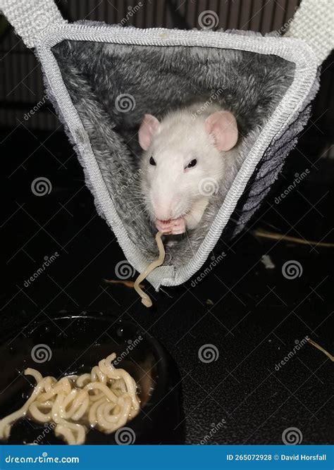 Pet Rat eating noodles stock photo. Image of rodent - 265072928