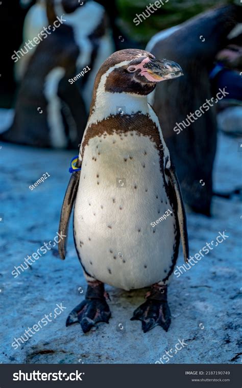 212 Nuremberg Zoo Images, Stock Photos & Vectors | Shutterstock