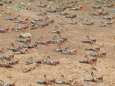 How does a plague of locusts begin? Researchers are looking for triggers ← Research @ Texas A&M ...