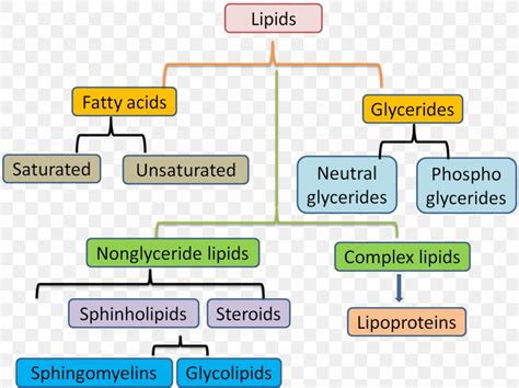 Membrane Lipids Unsaturated Fat Lipid Metabolism, PNG, 1298x973px, Lipid, Adipocyte, Adipose ...