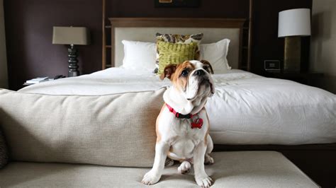 Pet-friendly hotels: Which hotels allow dogs, cats