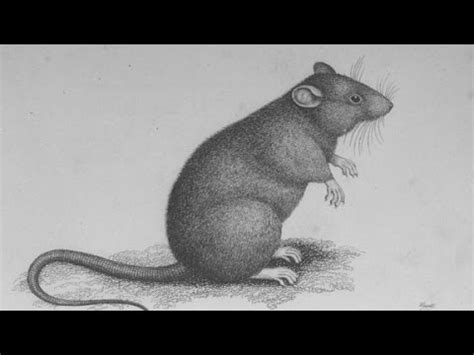 Rats may be exonerated as black plague culprit - YouTube