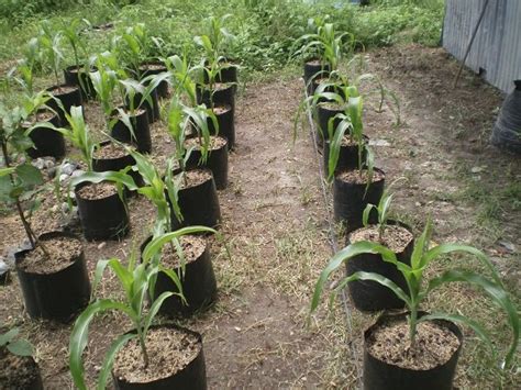 7 Cara Menanam Jagung Manis di Halaman Belakang Rumah. Panennya Mudah!