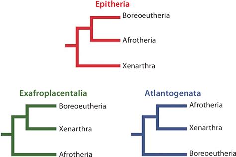 Figure 2 from Chromosome Evolution in Xenarthra: New Insights from an Ancient Group | Semantic ...