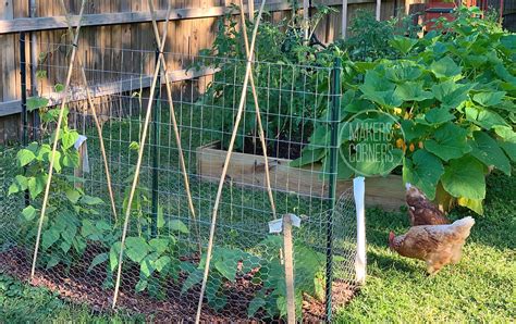 How to Make a Green Bean Trellis Using Welded Wire