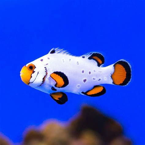 Pin by Mai Le Provencio on Coral Reef | Clown fish, Saltwater fish tanks, Saltwater aquarium fish