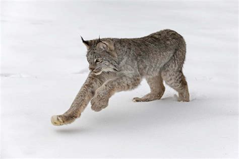 Lynx Symbolism - Spirit Animal Totems