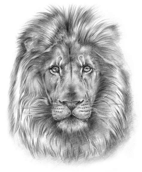 Realistic Lion Head Drawing