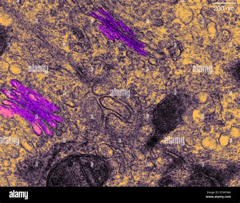 Golgi Apparatus Microscope