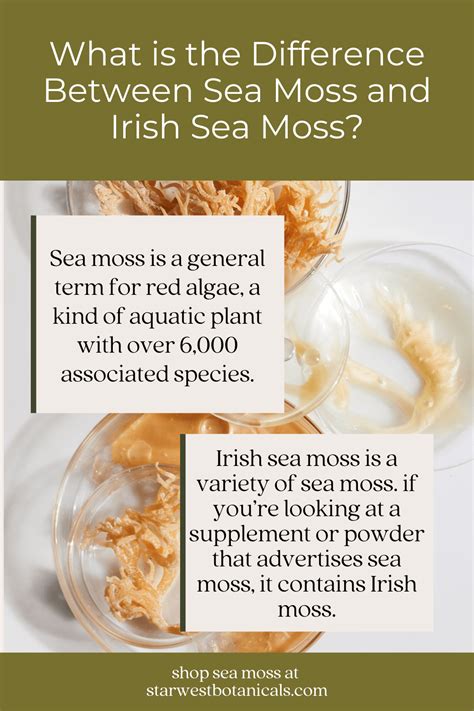 Irish Moss vs Sea Moss: The Difference - Starwest Botanicals