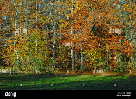 Beautiful Fall Colors of Black Forest, Switzerland Stock Photo - Alamy