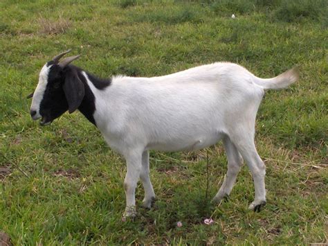 Spanish Boer Goat | Boer goats, Goats, Farms living