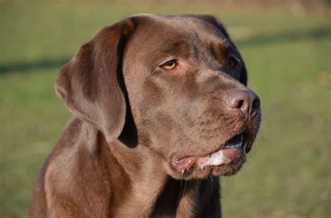 Fotos gratis : dulce, perro, mascota, retrato, marrón, chocolate, vertebrado, Labrador retriever ...