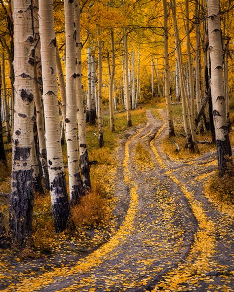 Fall Foliage Road | Lars Leber Photography