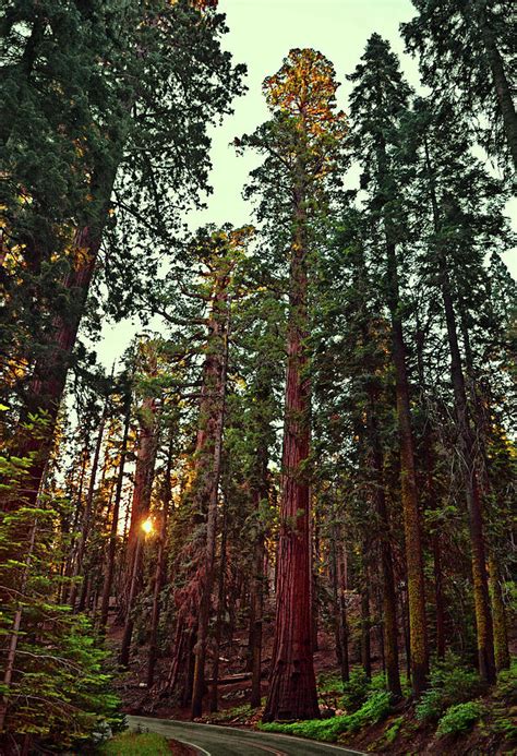 Redwood Forest At Sunset 001 Photograph by George Bostian - Pixels