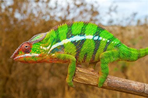 Chameleons' Color-Changing Secret Revealed | Live Science