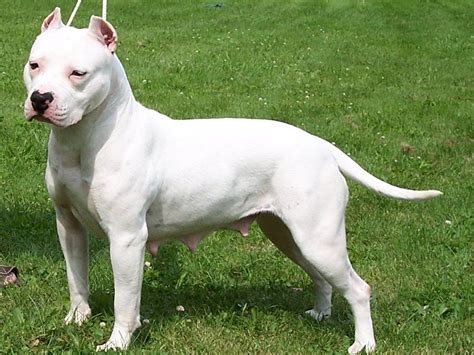 american, Pit, Bull, Terrier, Dog Wallpapers HD / Desktop and Mobile ...