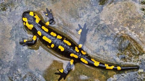 Can A Salamander Swim? – Acuario Pets