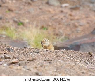 Wild Great Gerbil Natural Habitat Charyn Stock Photo 1903142896 | Shutterstock