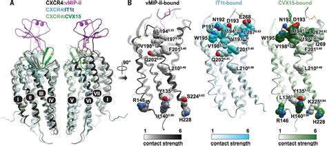 Crystal structure of the chemokine receptor CXCR4 in complex with a ...