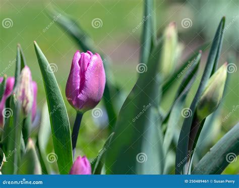 Pink Tulips in the Garden, Greenery Stock Image - Image of green ...